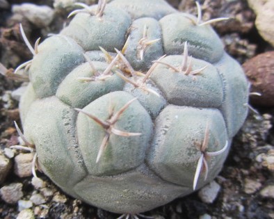 Thelocactus hexaedrophorus