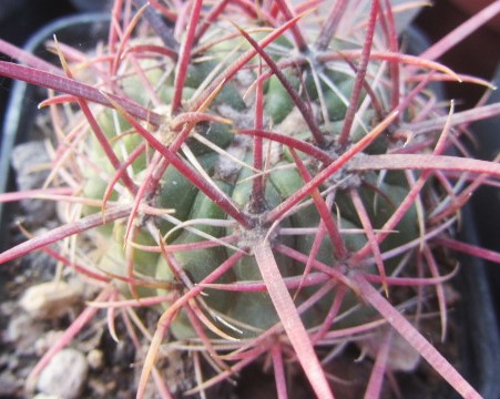 Ferocactus sp 