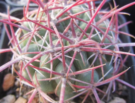 Ferocactus <br>sp