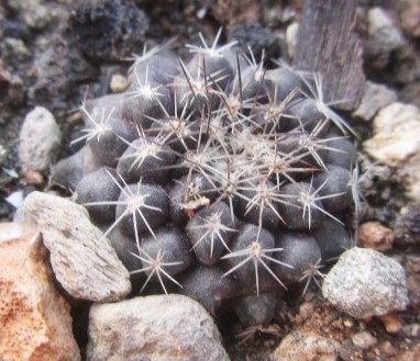 Copiapoa aff humilis paposensis?