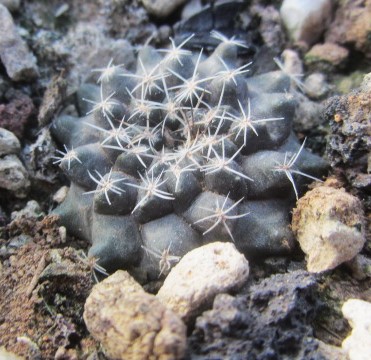 Copiapoa aff humilis paposensis?