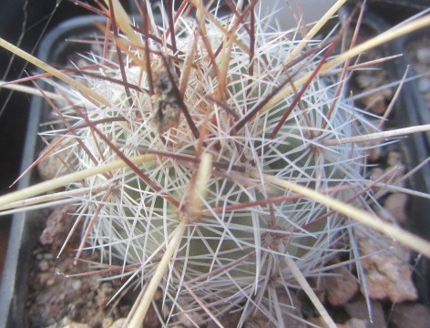 Thelocactus lausseri