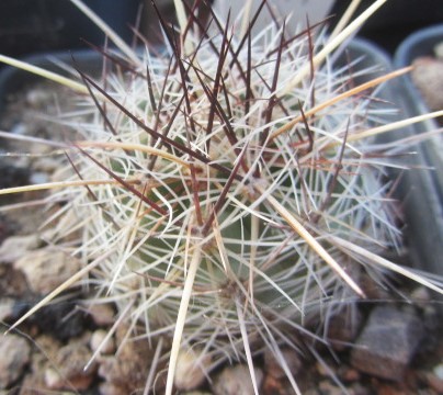 Thelocactus lausseri