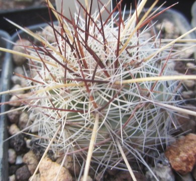 Thelocactus lausseri