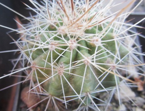 Echinocereus sp aff cinerascens