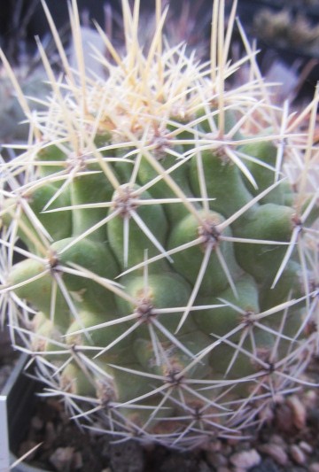 Thelocactus hybrid