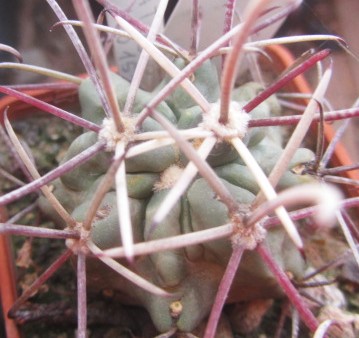 Glandulicactus <br>matthsonii