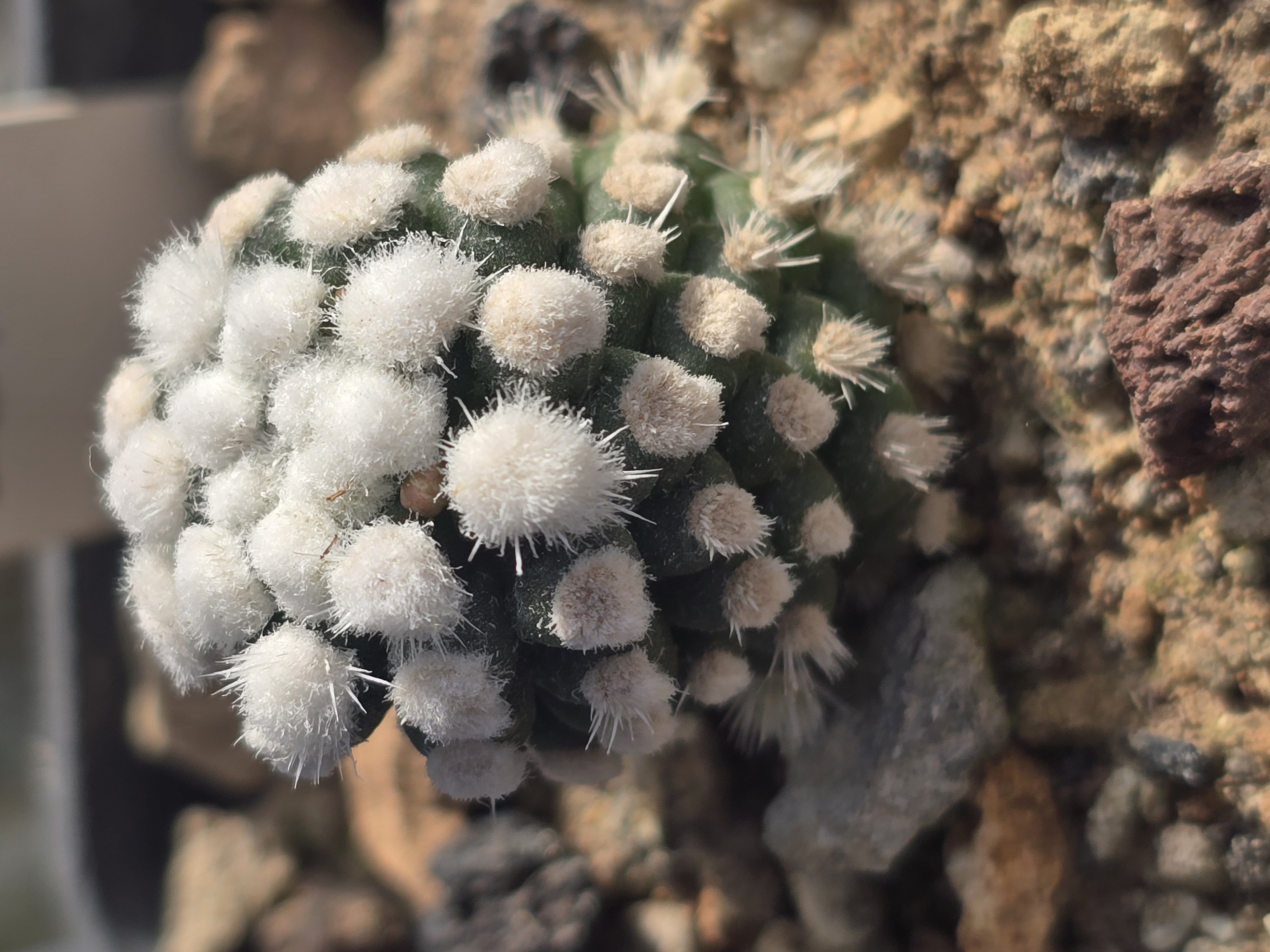 Mammillaria <br>cv 