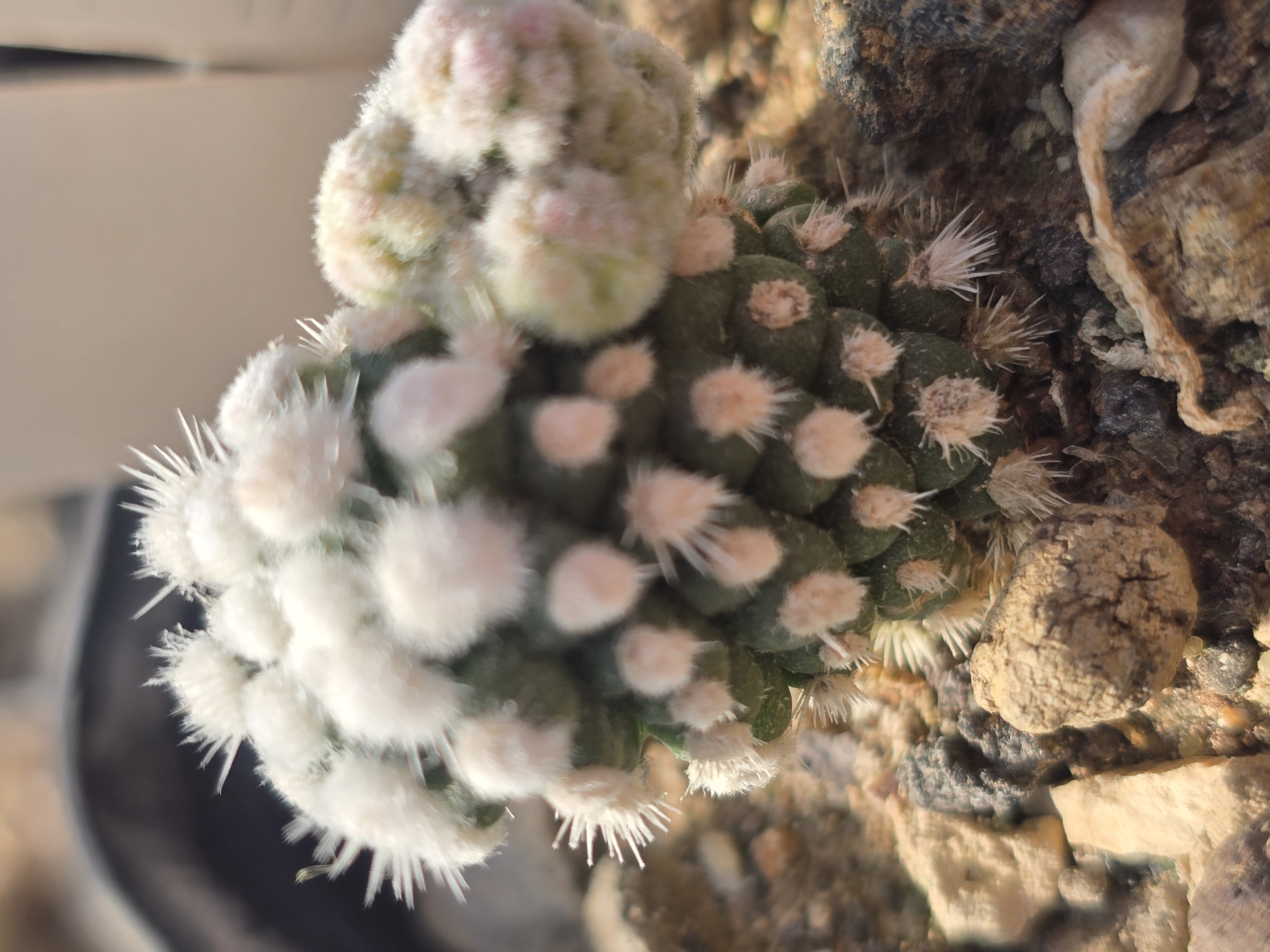 Mammillaria <br>cv 