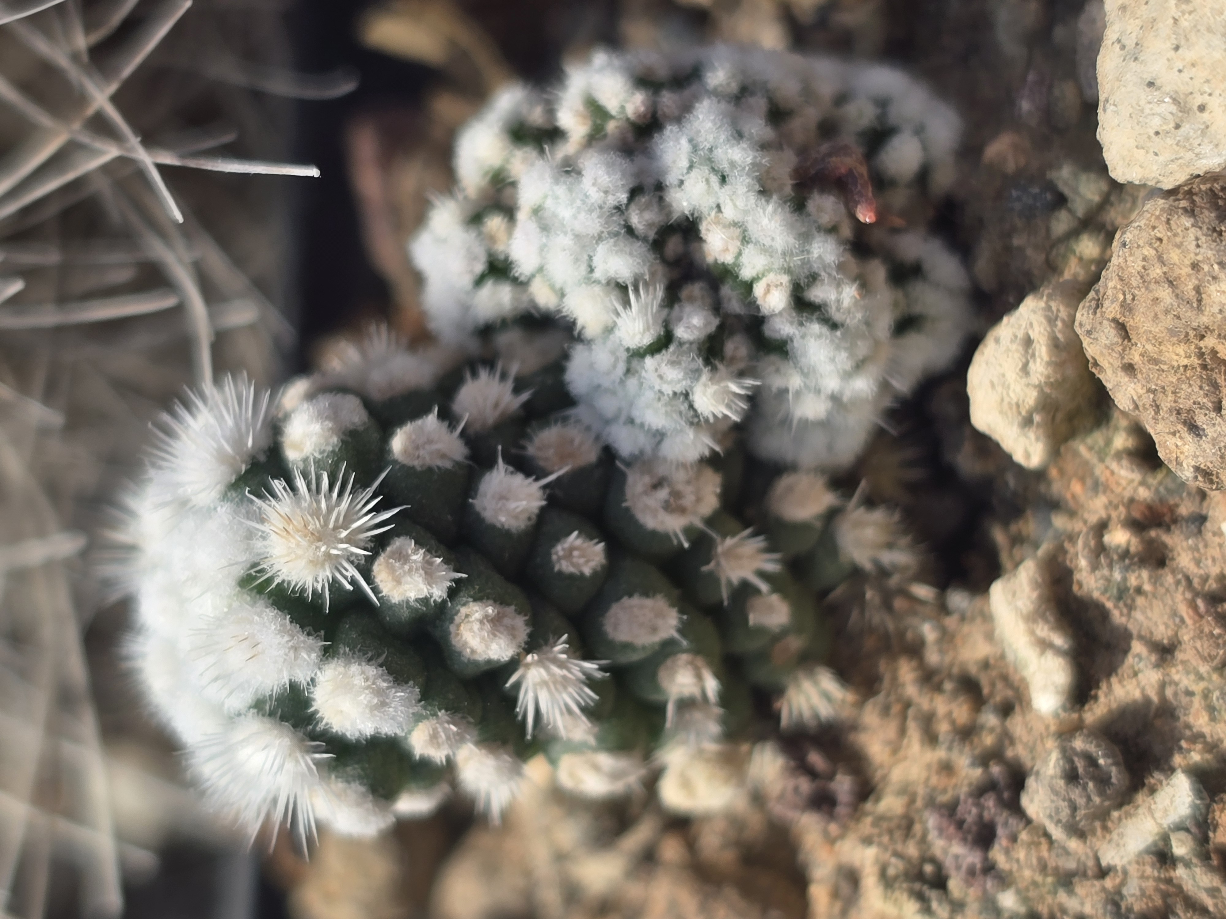 Mammillaria cv 