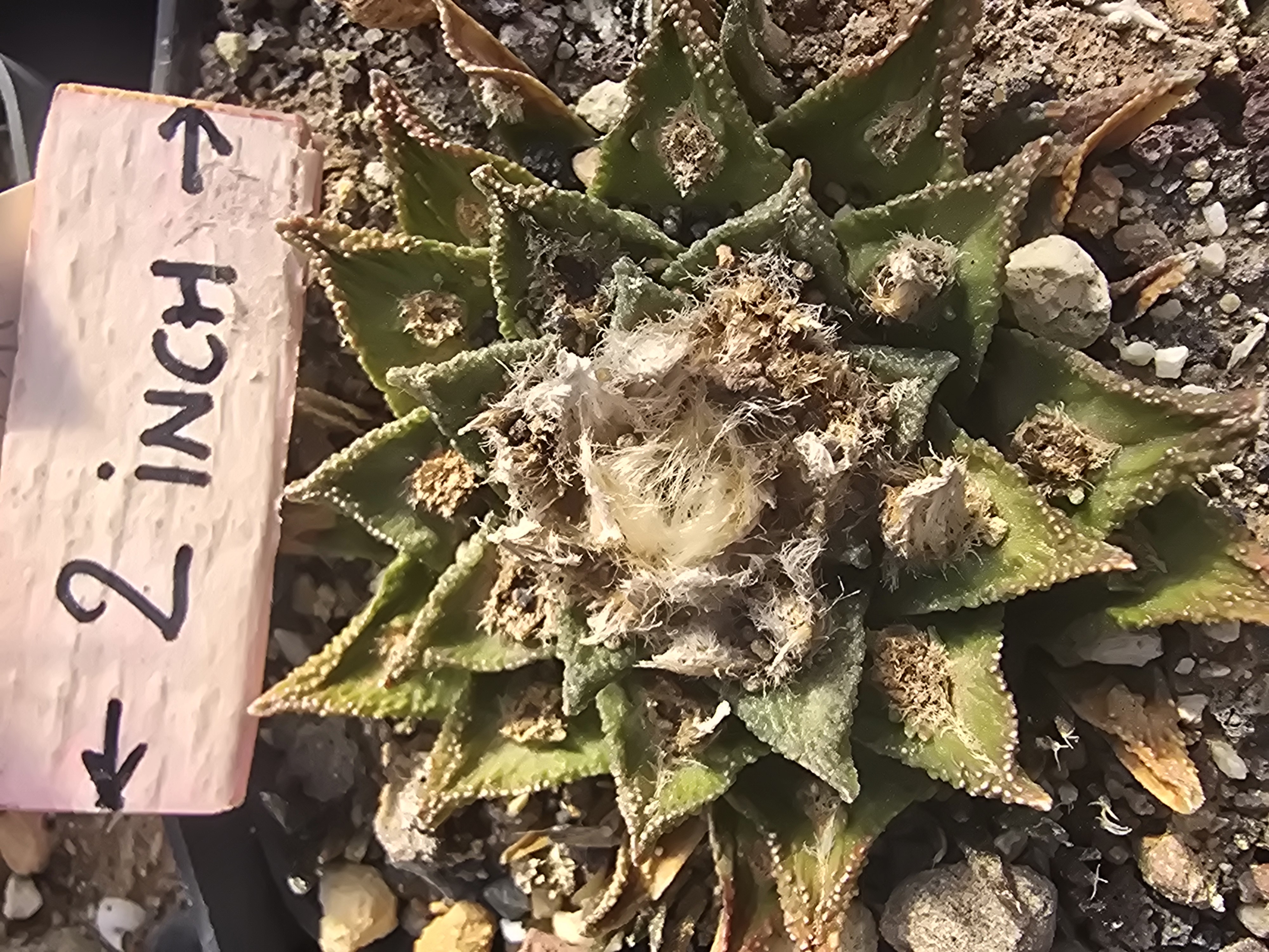 Ariocarpus <br>bravoanus