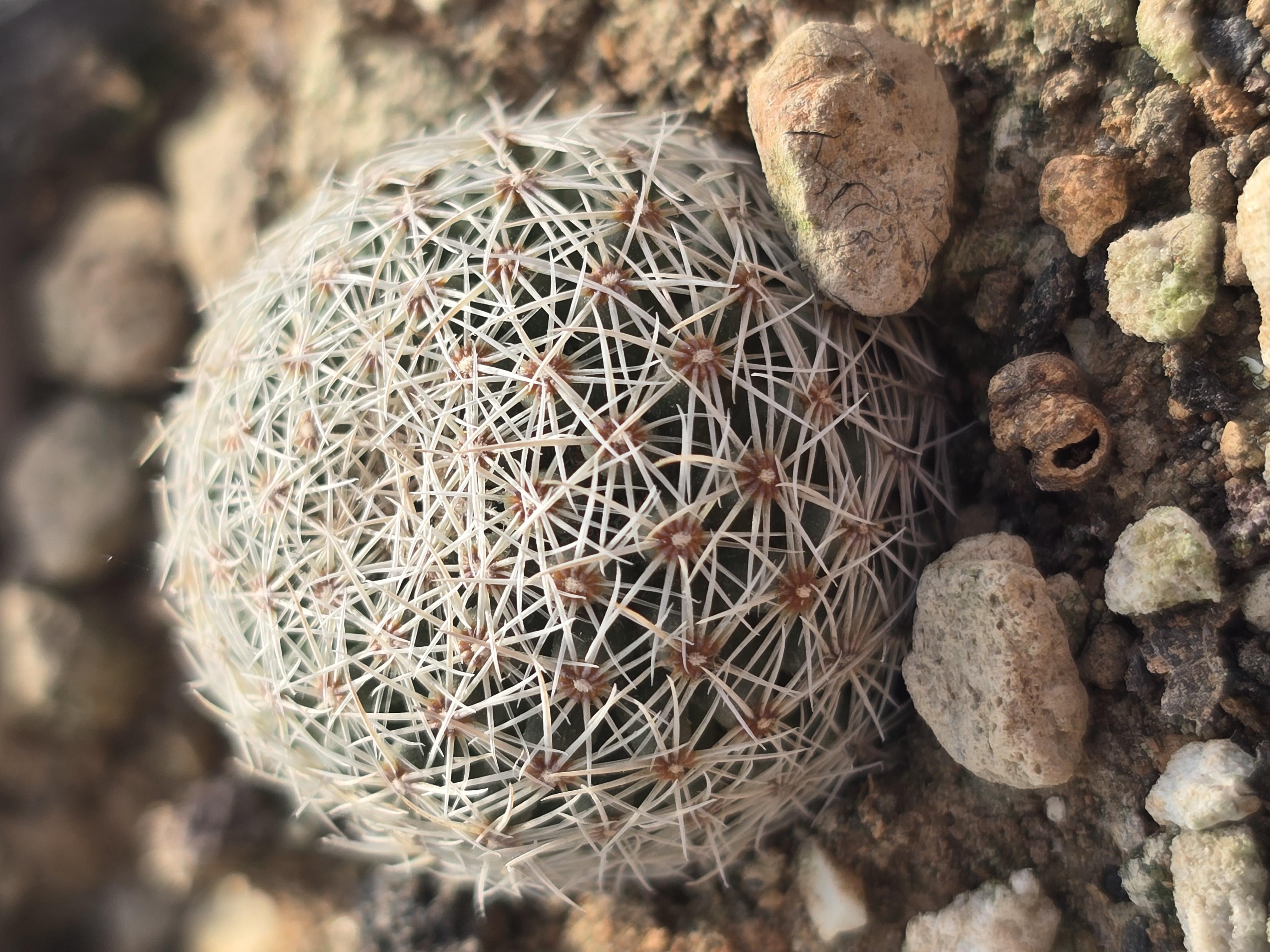 Coryphantha <br>werdermanni