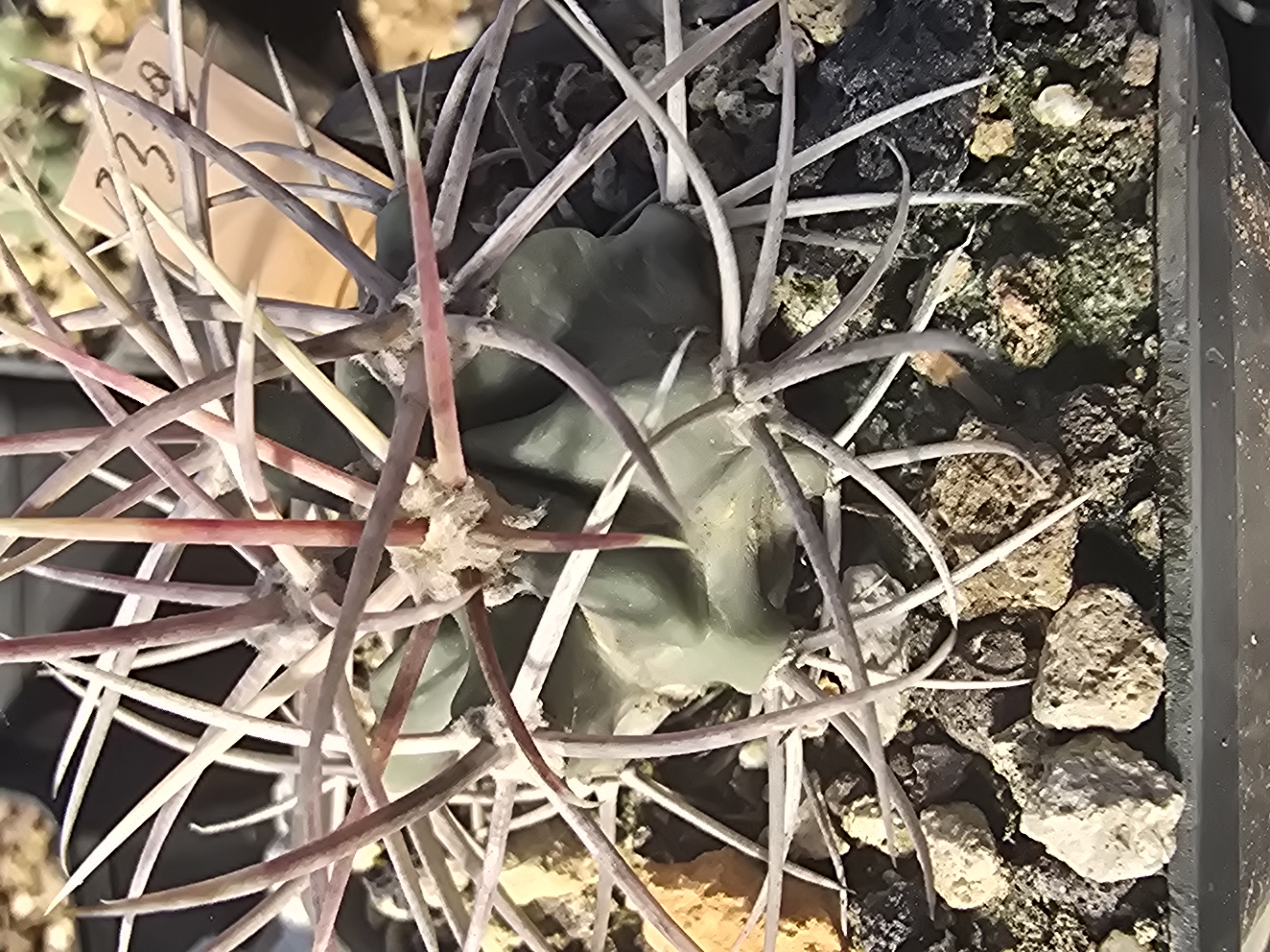 Echinocactus parryi