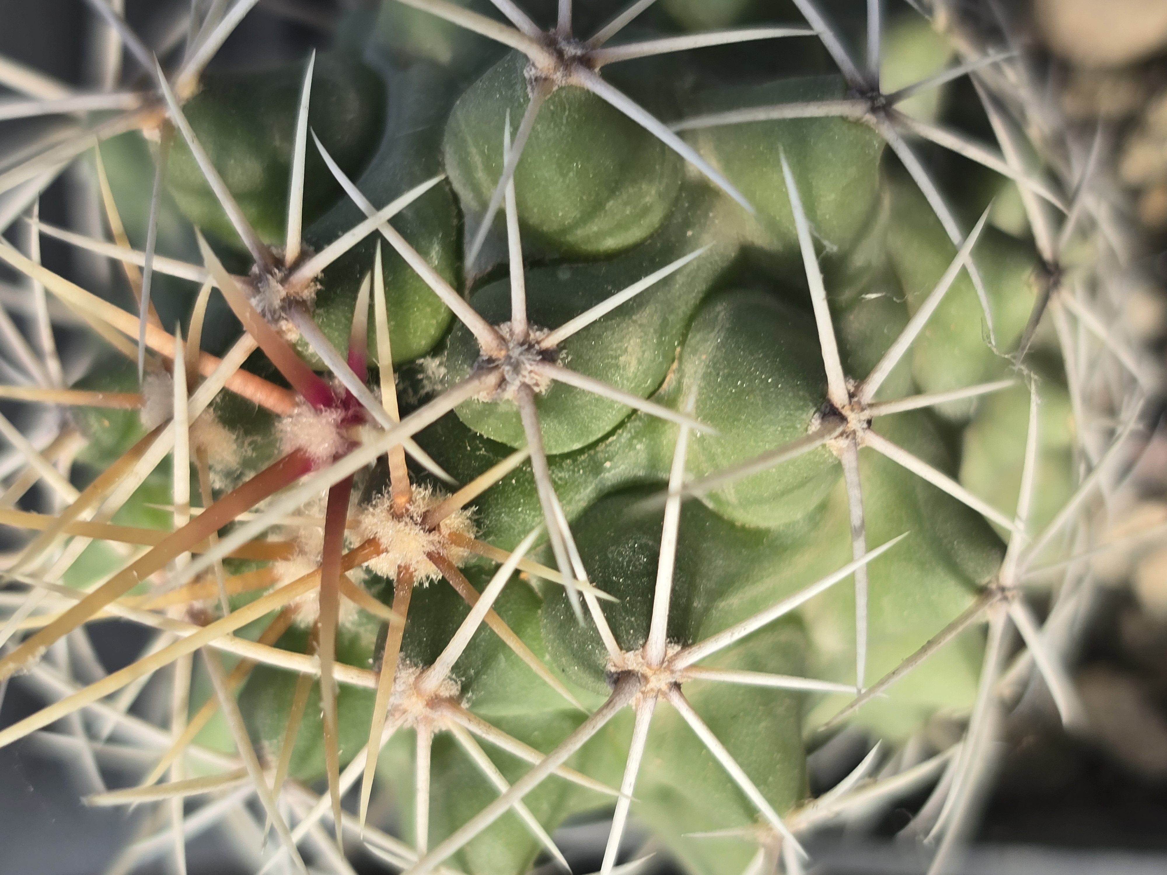 Thelocactus hybrid