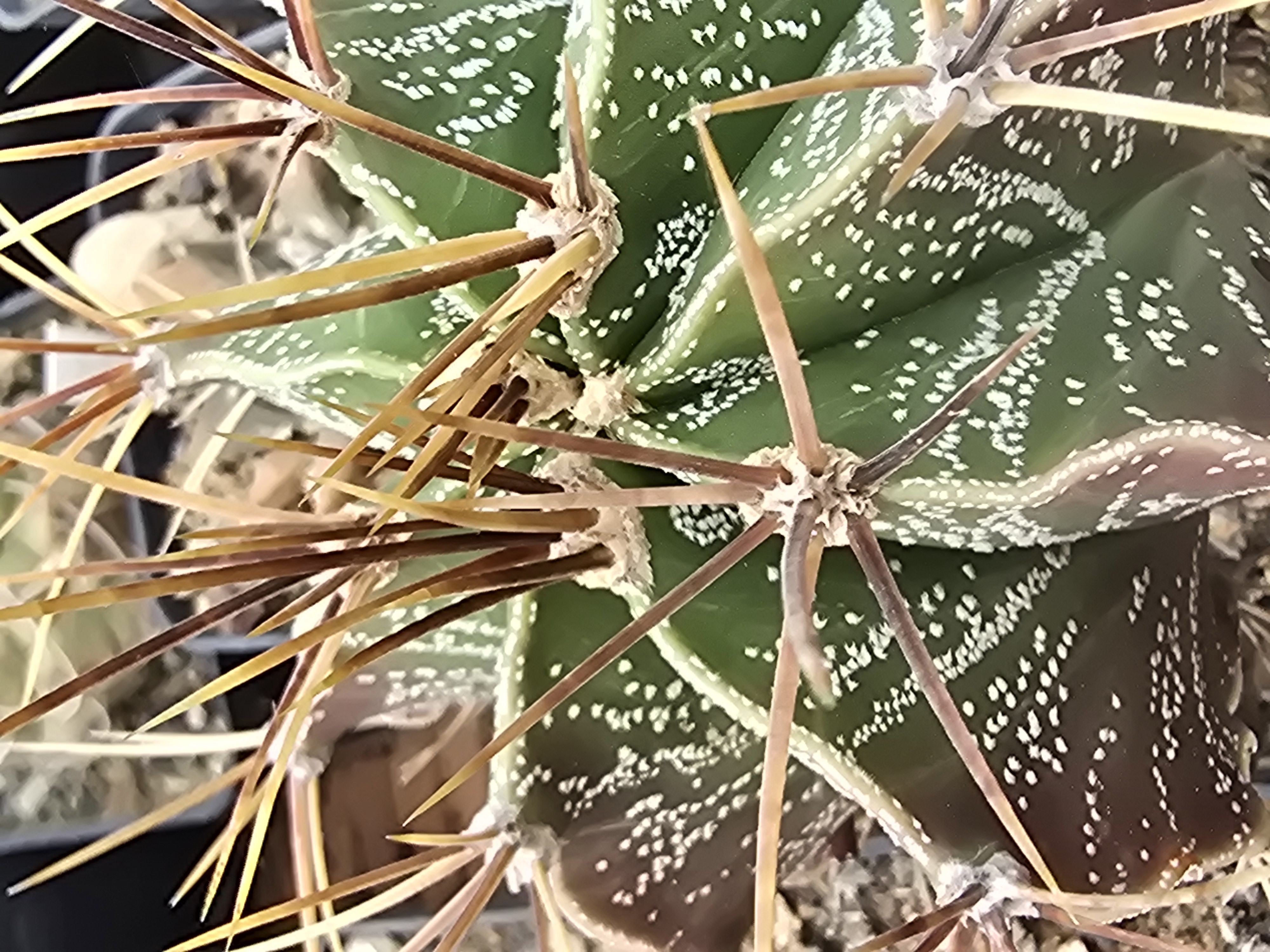 Astrophytum <br>ornatum form