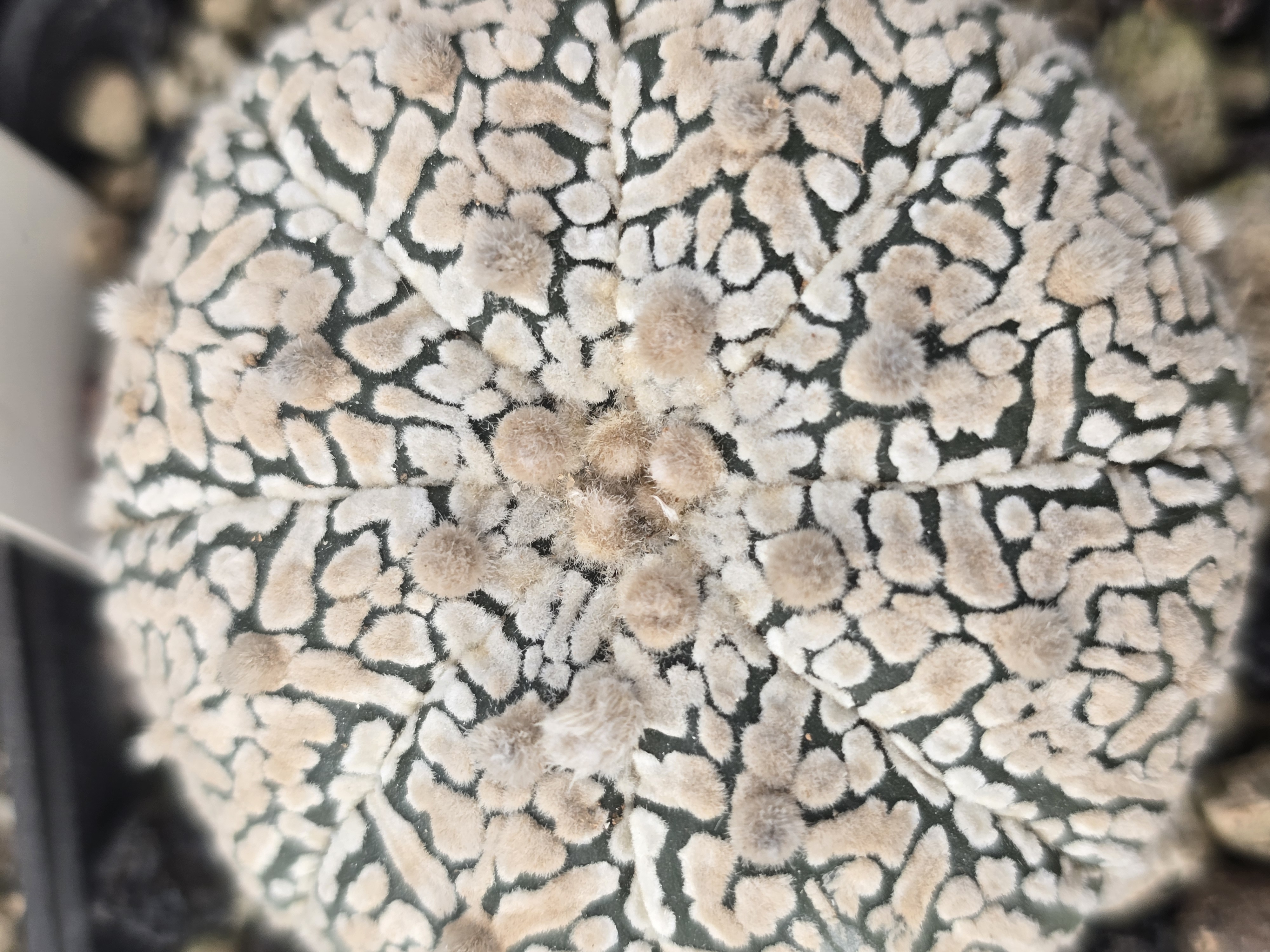 Astrophytum <br>super kabuto 