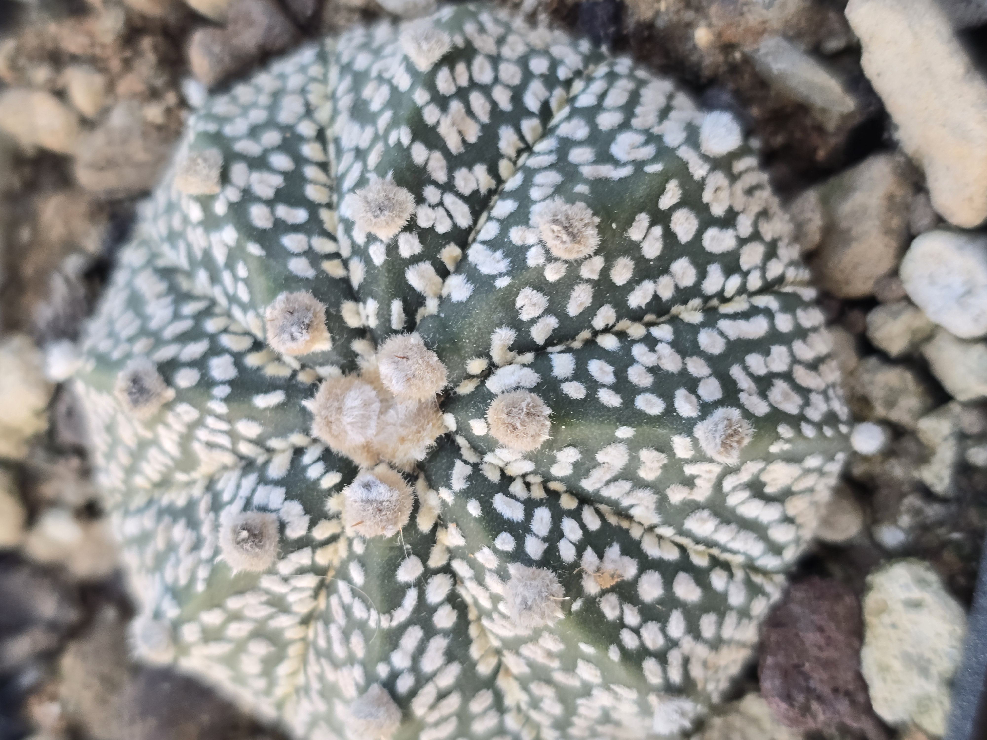 Astrophytum <br>kabuto x capas f2