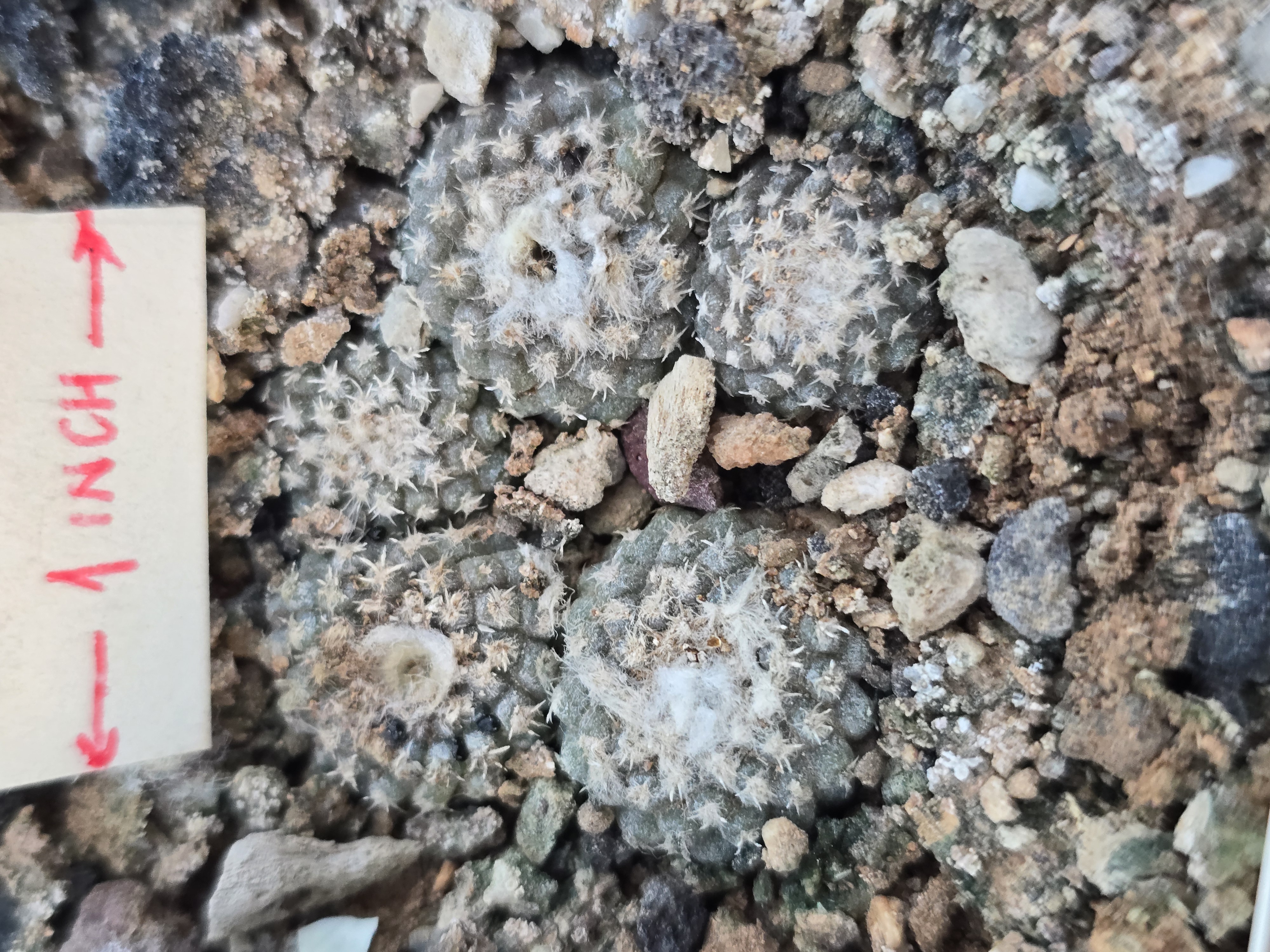 Copiapoa lauii