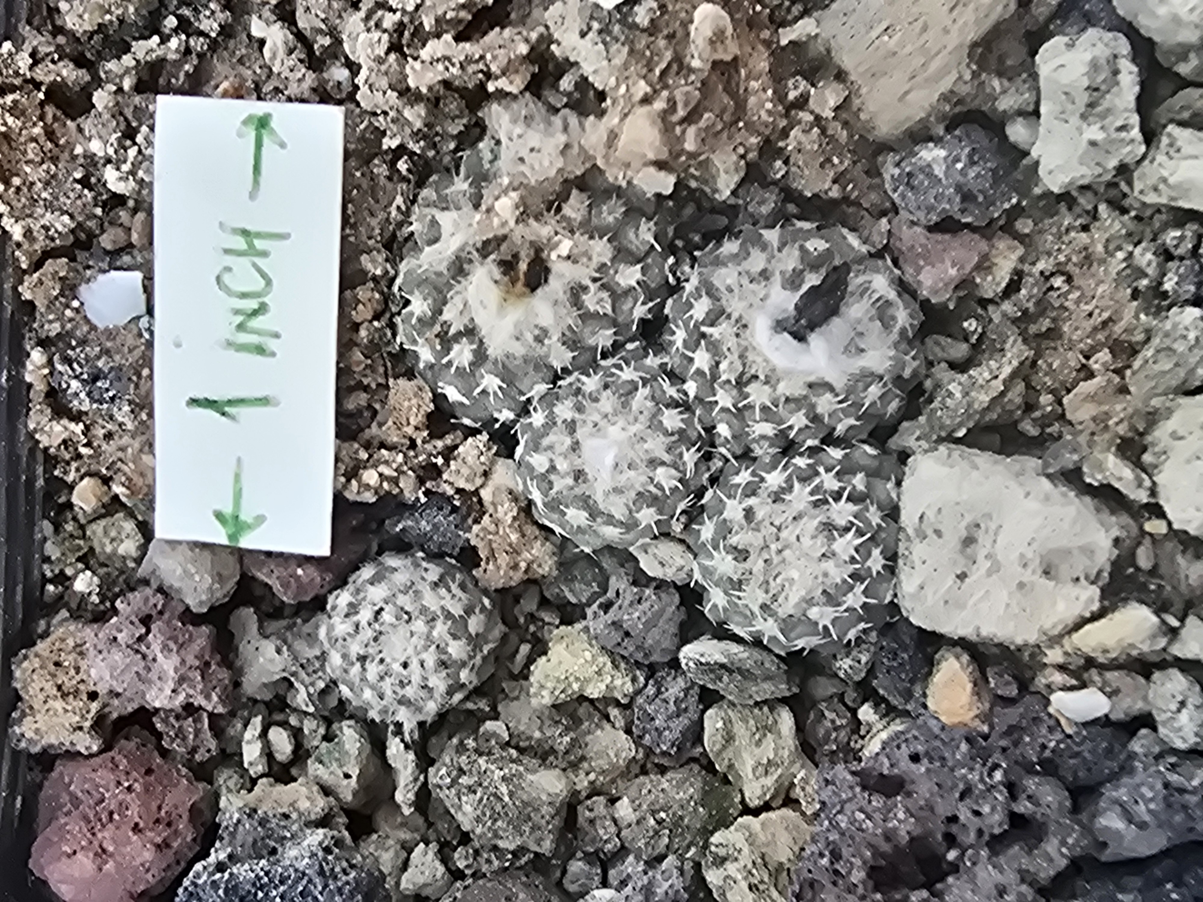 Copiapoa lauii