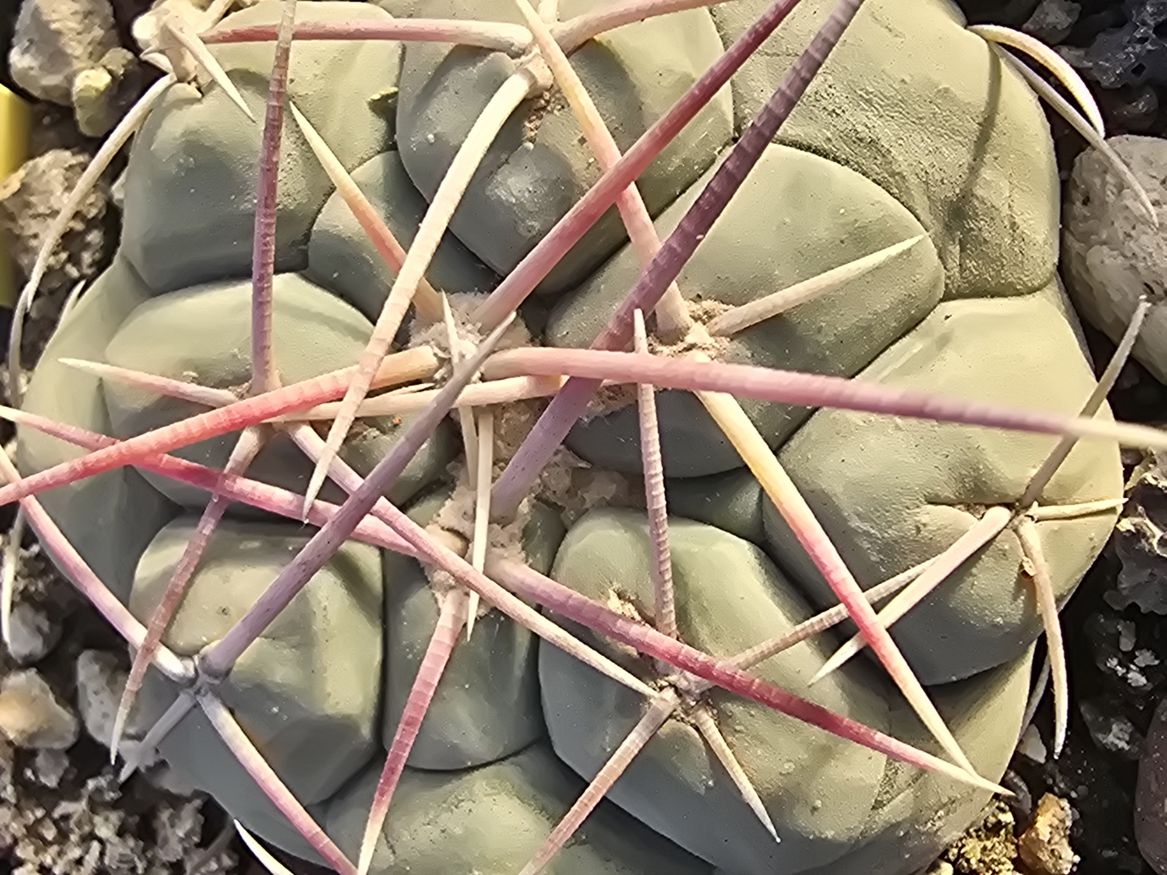 Thelocactus <br>hexaedrophorus