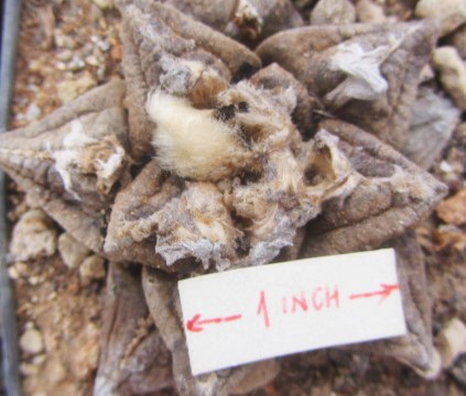 Ariocarpus <br>fissuratus 