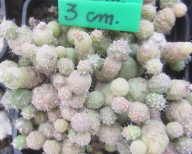 Tephrocactus minor