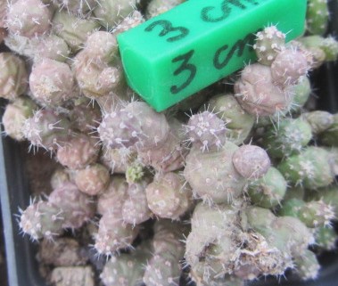 Tephrocactus minor