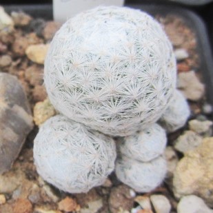 Mammillaria humboldtii