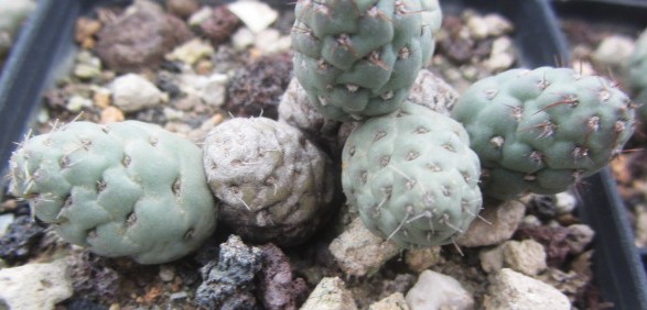 Tephrocactus mandragora