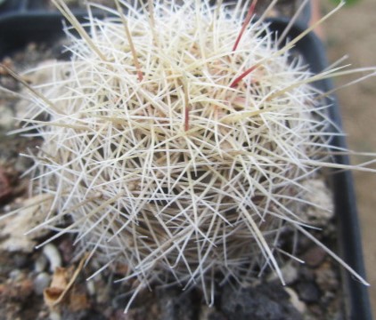 Thelocactus <br>bicolor