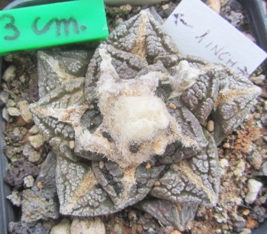 Ariocarpus <br>fissuratus