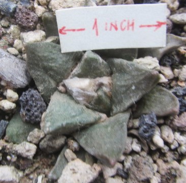 Ariocarpus <br>hybrid f1 