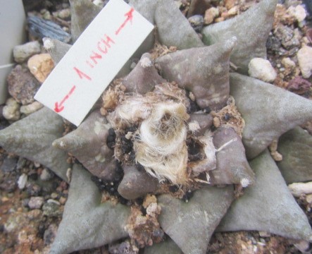 Ariocarpus <br>hybrid f1 