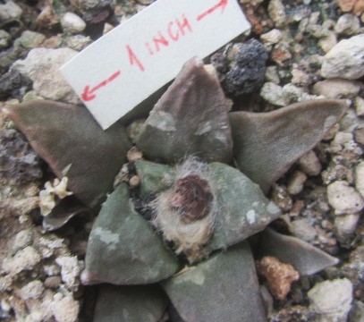 Ariocarpus <br>hybrid f1 