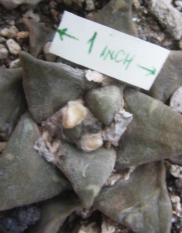 Ariocarpus <br>hybrid  f1 