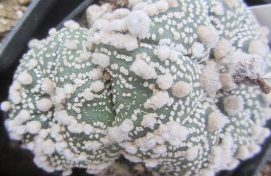 Astrophytum asterias hanazono