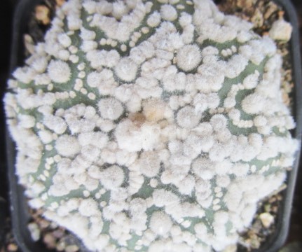 Astrophytum asterias hanazono