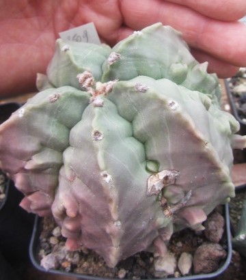 Astrophytum myriostigma nudum fukuryu 