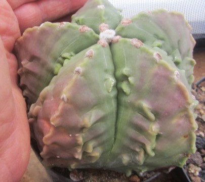 Astrophytum myriostigma fukuryo nudum