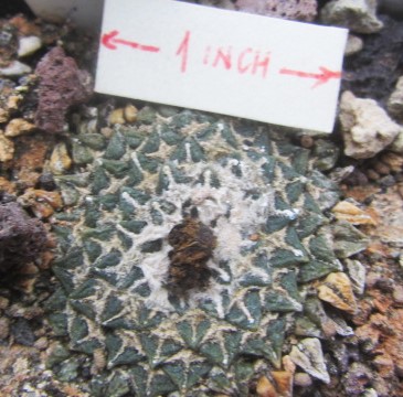 Ariocarpus <br>kotschoubeyanus