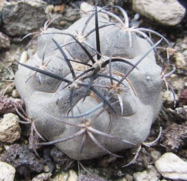 Copiapoa <br>corralensis