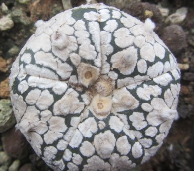 Astrophytum asterias super kabuto