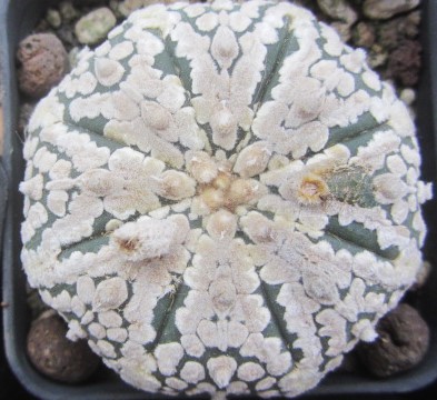 Astrophytum asterias super kabuto