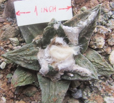 Ariocarpus <br>cv f1 scaphirostris x fissuratus