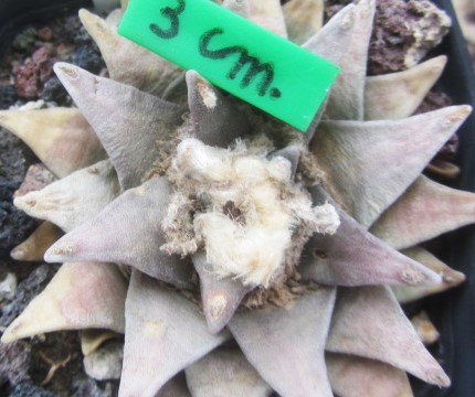 Ariocarpus retusus scapharostroides