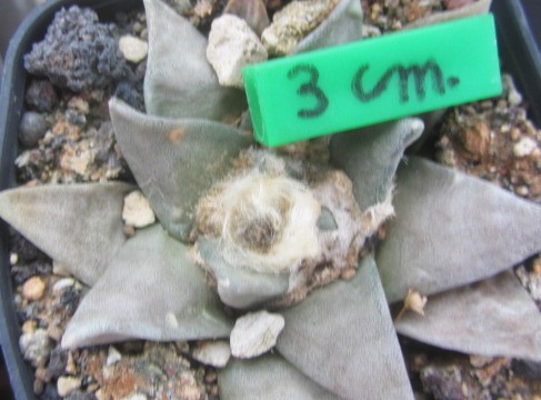 Ariocarpus cv hybrido retusus x 