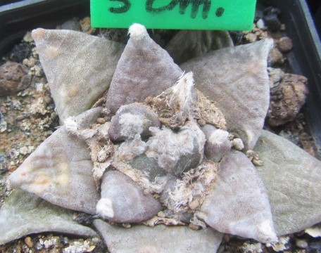 Ariocarpus <br>hybrid f1 