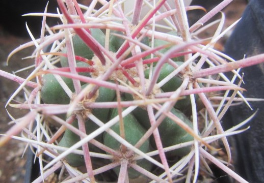 Ferocactus <br>gracilis gatesi