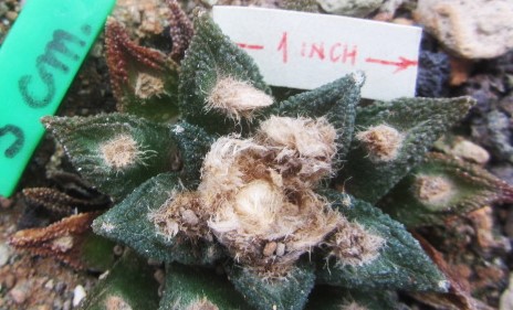 Ariocarpus <br>bravoanus