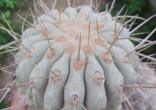 Copiapoa haseltoniana